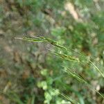 Bromus ramosus Кветка