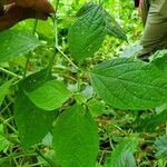 Physalis longifolia Leaf