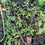 Thymus praecox Leaf