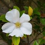 Rosa laevigata Blomst