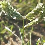 Eleusine tristachya Flower