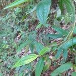 Leandra australis Liść