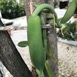 Vanilla planifolia Φύλλο