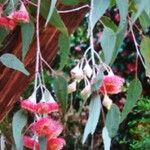 Eucalyptus sideroxylon Květ