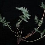 Pedicularis pectinata Alkat (teljes növény)