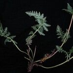 Pedicularis pectinata Συνήθη χαρακτηριστικά