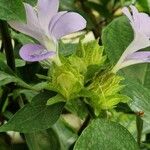 Torenia fournieri Агульны выгляд