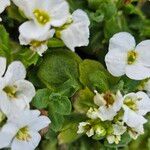 Arabis caucasica Yaprak