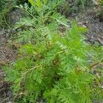 Artemisia annuaLeaf