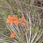 Castilleja affinis Flor