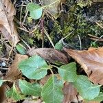 Orthilia secunda Leaf