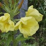 Oenothera glaziovianaFiore