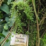 Peperomia rotundifolia Hábito