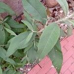 Buddleja asiatica Leaf