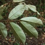 Anthonotha macrophylla Leaf