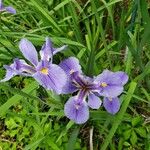 Iris virginica Virág