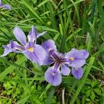 Iris virginica Flor