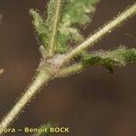 Erodium neuradifolium Bark