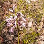 Dipodium variegatum Flor