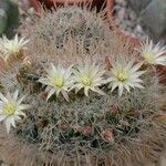 Mammillaria crinita Folla