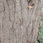 Tilia mandshurica Corteza