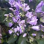Solanum wendlandii 花