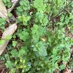 Veronica hederifoliaFloare