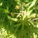 Cirsium altissimum Leaf