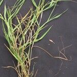 Paspalum nutans その他の提案