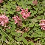 Trifolium physodes Arall