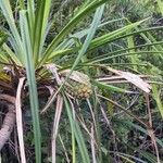 Pandanus belepensis Habitus