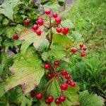 Viburnum opulus ഇല