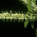 Roupala montana Floare