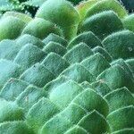 Aeonium tabulaeforme Leaf