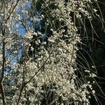 Retama monosperma Flower