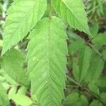 Cicuta maculata Leaf