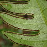 Pteris mildbraedii ഇല