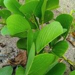 Ipomoea pes-caprae Feuille