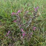 Pedicularis palustrisFlower