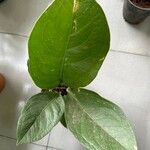 Anthurium jenmanii Leaf