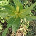 Guizotia abyssinica Blatt