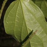 Piper multiplinervium Leaf