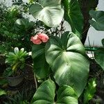 Anthurium nymphaeifolium Blad