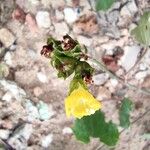 Merremia hederacea Flower