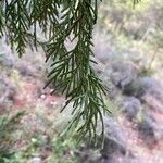 Juniperus flaccida Deilen