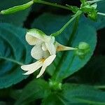 Impatiens parviflora പുഷ്പം