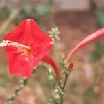Ipomoea hederifolia Flower