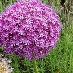 Allium giganteum Flor