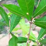 Synsepalum dulcificum Leaf