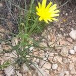 Scorzonera aristata 葉